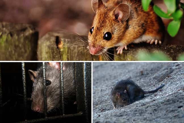 Fumigación de ratas en Barranco